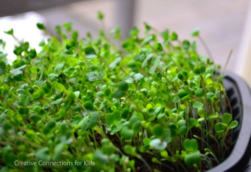 Let Us Plant Lettuce!